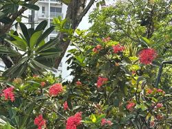Island Country Villas (D20), Semi-Detached #636903841